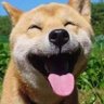善良的鼠辈 的头像