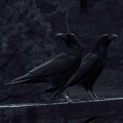 ✙ 𝕺𝖑𝖉𝖗𝖆𝖛𝖊𝖓✙'s profile picture