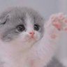 なにゃん profil fotoğrafı