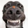 Alter Ego Serb's profile picture