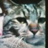 イオナ's profile picture