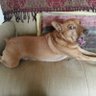 Lurcher Liz: Anti Brexit. Also #bluesky - No DMs.'s profile picture