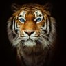 jak profil fotoğrafı
