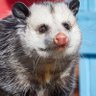 Lord Opossum. profil fotoğrafı