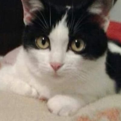 macakdjole's profile picture