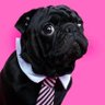 Dogblack28's profile picture