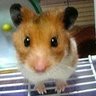 Profilbild von ごんちゃん