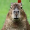 Nekorektní Kapybara's profile picture