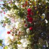 Фото профиля BikLonBarSanTo 🕊️🇵🇸🇿🇦🇱🇧🇮🇪