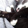 🇨🇵 NOUGAT 😻 RECONQUÊTE ! 30's profile picture