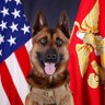 Malinois Gal's profile picture