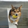 Roberto Carlos, el corgi's profile picture