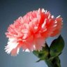 Jumaah Chnani's profile picture