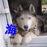 Profilbild von 海に咲く
