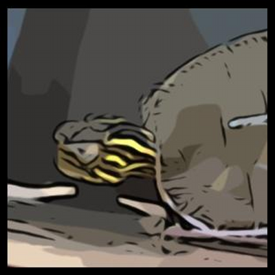 turtle_mister's profile picture