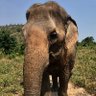 Elephant Wisdom profil fotoğrafı