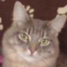 Cazzo84's profile picture