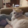 Churaxsis's profile picture