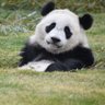 kumiko-panda🐼🌊🐬 profil fotoğrafı