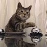 Pavlov's Cat profil fotoğrafı
