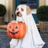 Фото профиля GhostPuppy