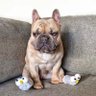 Woof.eth's profile picture