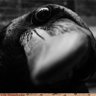 Profilbild von HiddenDragon