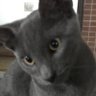Profilbild von Allon