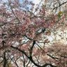 Cherry blossoms's profile picture
