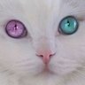 ふたば葵's profile picture
