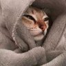 Сергей Спартак's profile picture
