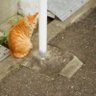 おやつ profil fotoğrafı