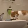 Фото профиля 一只猫