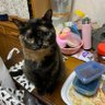 タズラ's profile picture