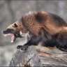 Rotundus's profile picture