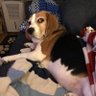 Pip’s Dhad profil fotoğrafı