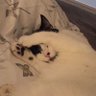 Who's The Cat's profile picture