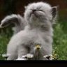 🐈🇫🇷CHATONNE🇫🇷🐕's profile picture