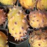 kiwano 的头像