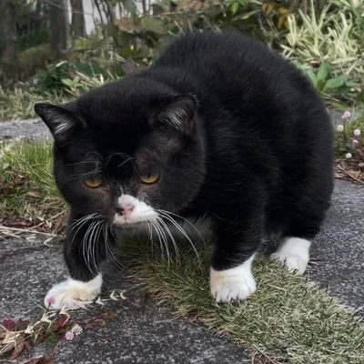 もんたの日常's profile picture