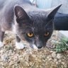 Hawker's profile picture