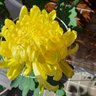 ganbarujy1 profil fotoğrafı