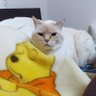 エミ☆光's profile picture