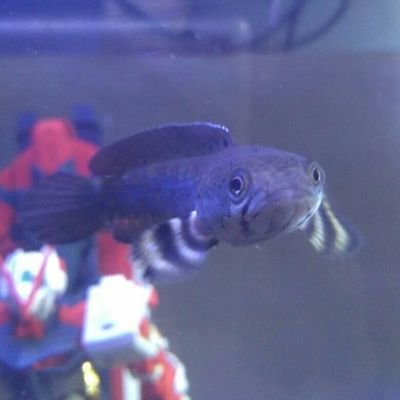 stronghold's profile picture