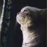 Profilbild von 平凡