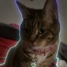 Profilbild von Delancey the cat