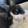 Profilbild von Pook