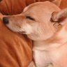 nobu.t's profile picture