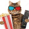 Profilbild von Chat Teigne 𝍎𝌆