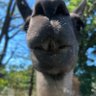 ãããã³ç޹仿's profile picture